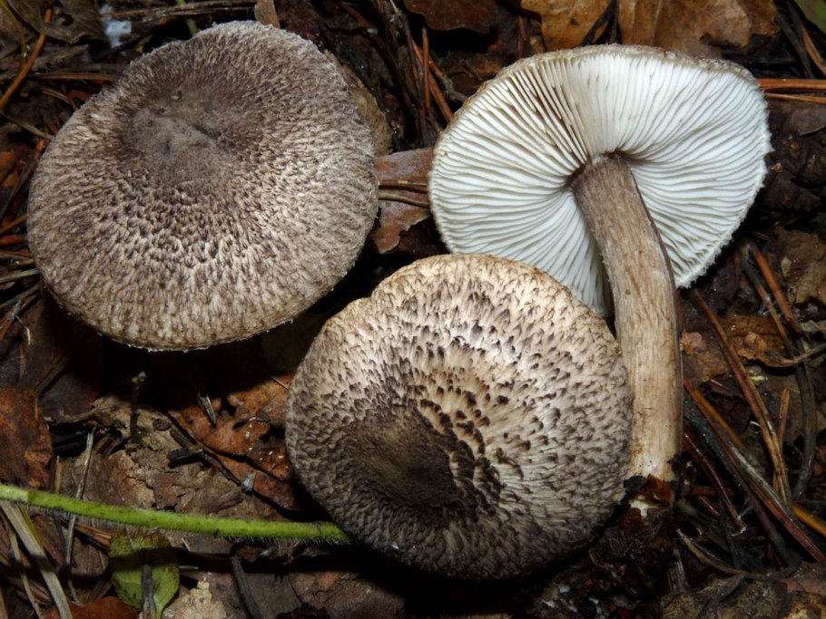 Tricholoma atrosquamosum