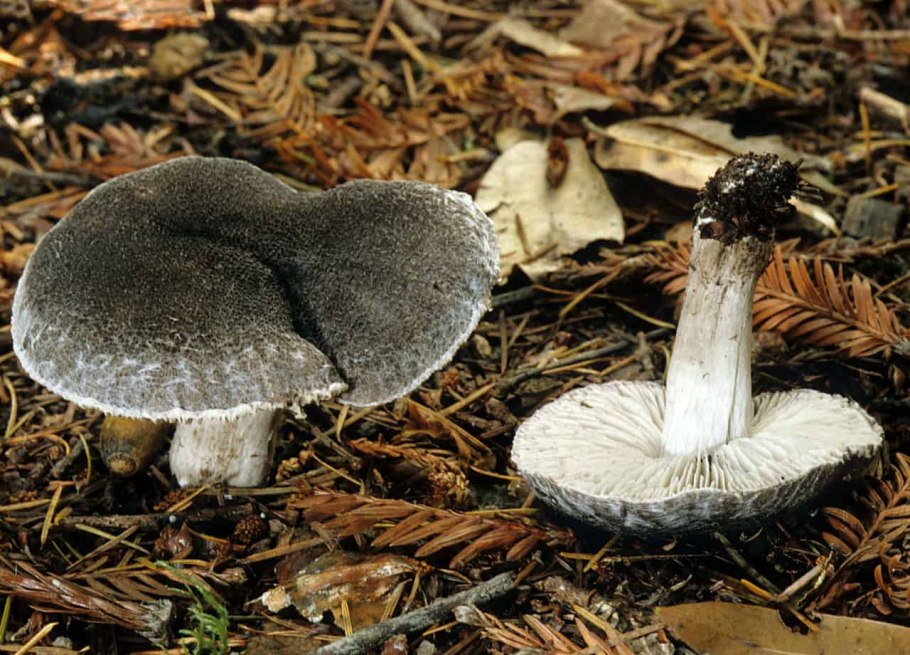 Рядовка Чешуйчатая Tricholoma imbricatum