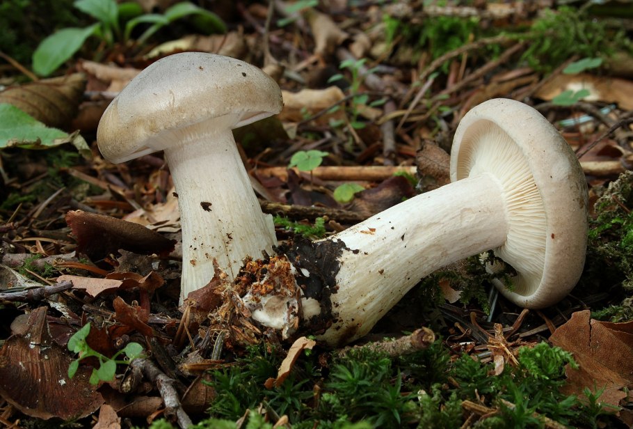 Tricholoma truncatum