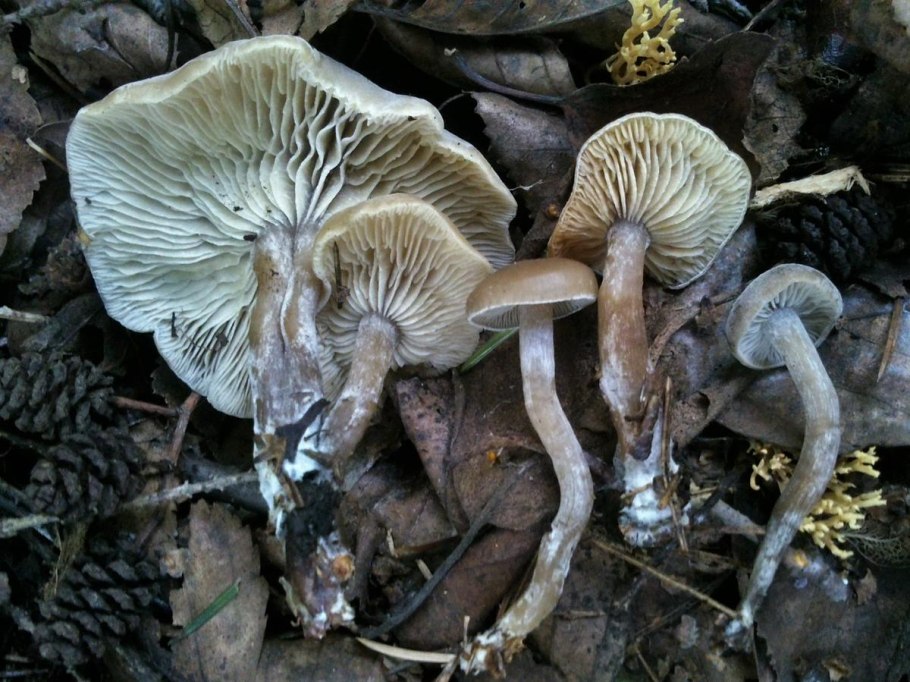 Tephrocybe putida