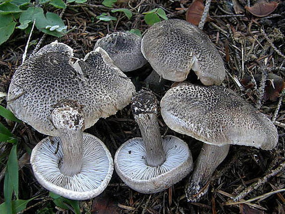 Рядовка коричневая Tricholoma imbricatum