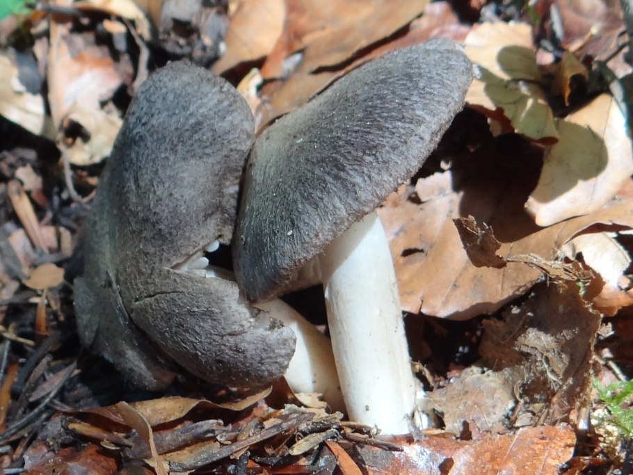 Пластинчатые грибы