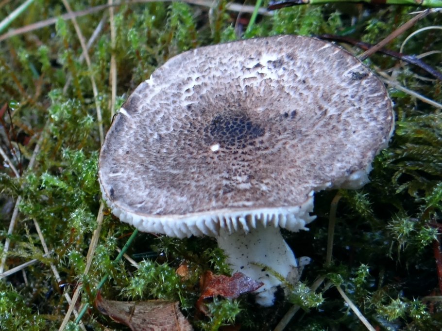 Tricholoma robustum