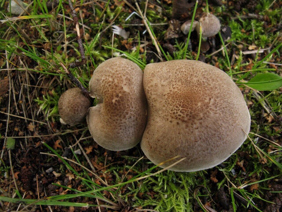 Дождевик умбровый гриб