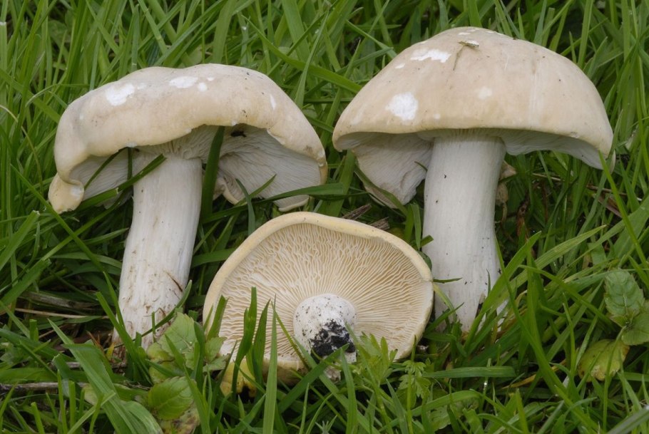 Майский гриб calocybe gambosa