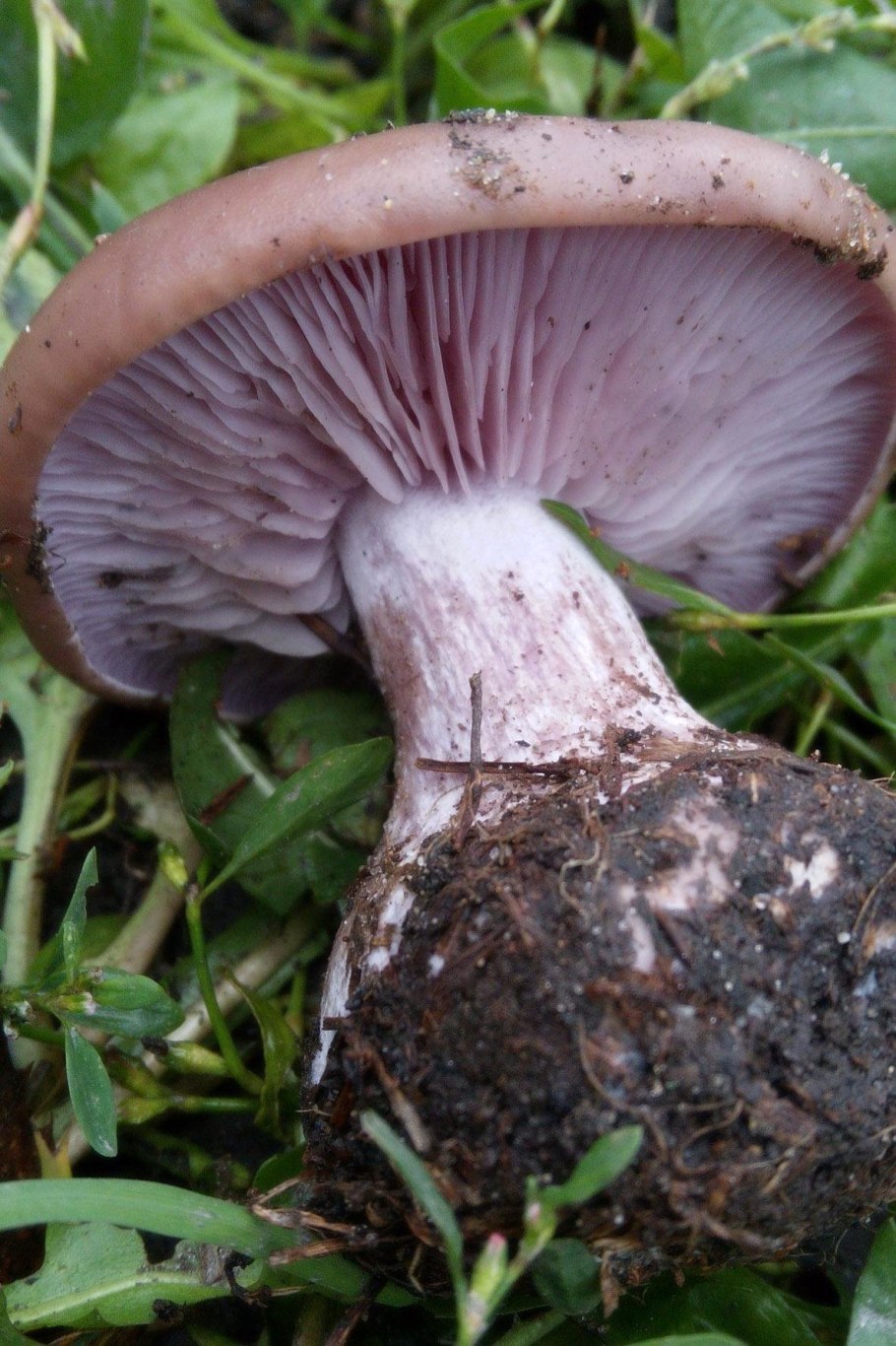 Рядовка скученная Lyophyllum decastes