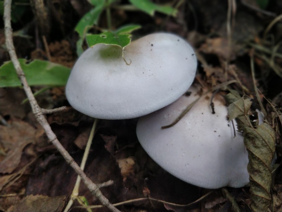 Рядовка сорная Lepista
