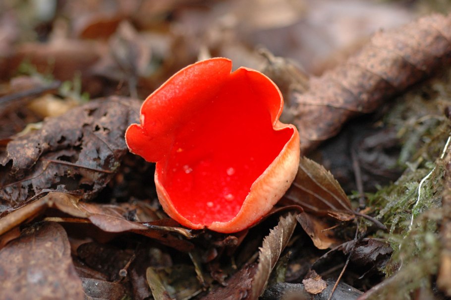 Гигроцибе киноварно-красная (Hygrocybe miniata)