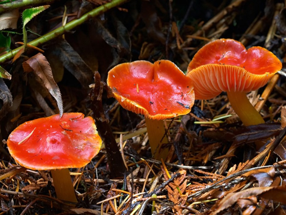 Hygrocybe coccinea