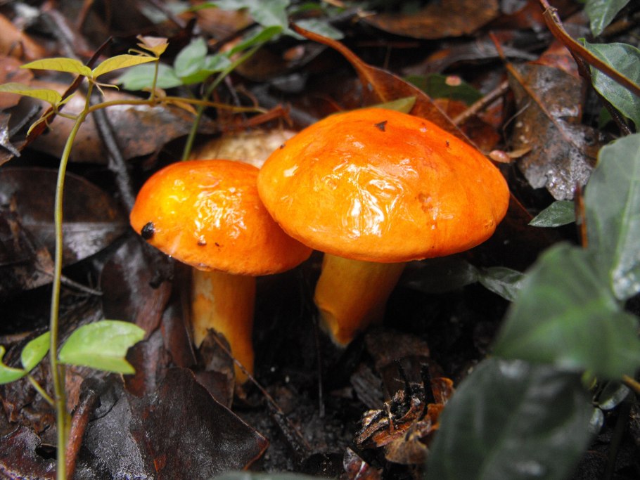 Оранжевые осенние грибы
