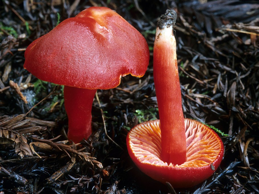 Mycena leaiana