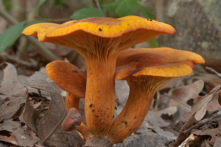 Маслёнок трентийский (Suillus tridentinus)