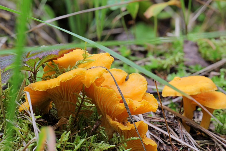 Рыжик еловый (Lactarius deterrimus)