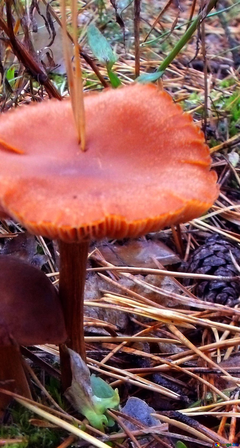 Рыжик еловый (Lactarius deterrimus)