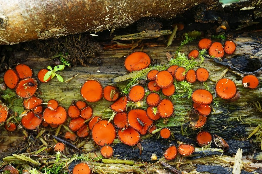 Маленький оранжево красный гриб