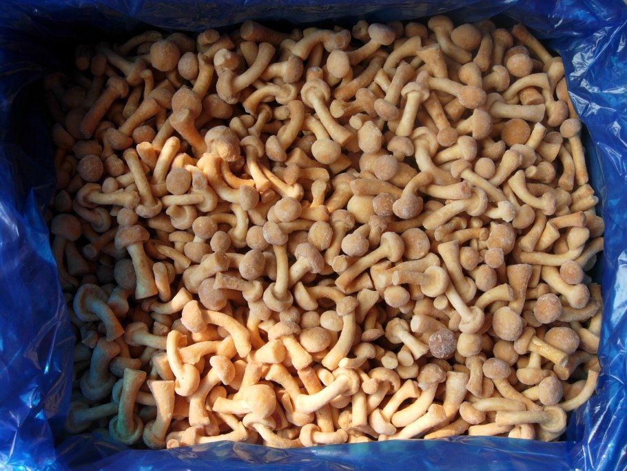 Древесный гриб муэр