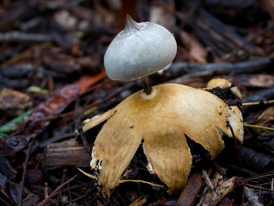Geastrum pectinatum