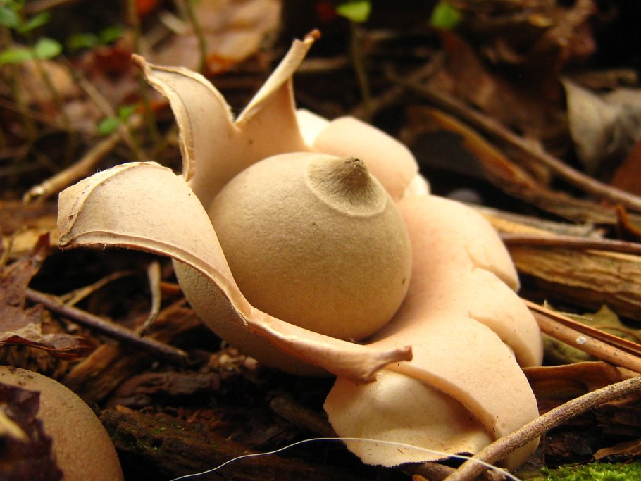 Звездовик мешковидный / Geastrum saccatum