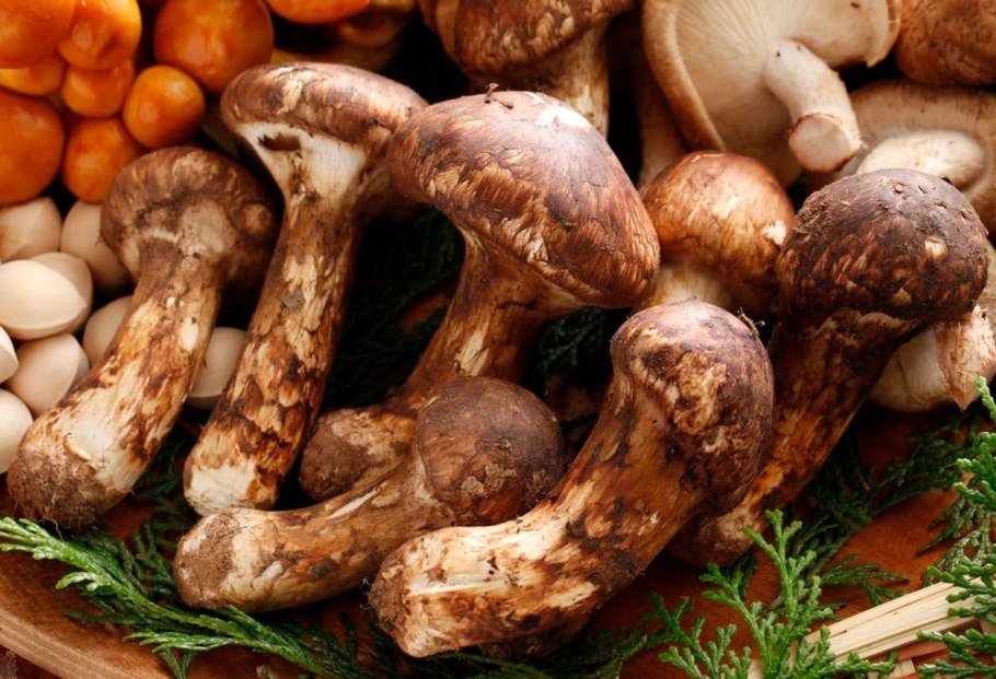 Мацутакэ (Tricholoma Matsutake)