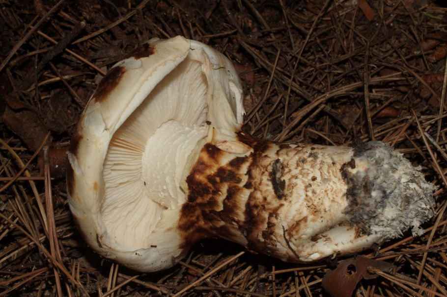 Рядовка обутая (Tricholoma caligatum).