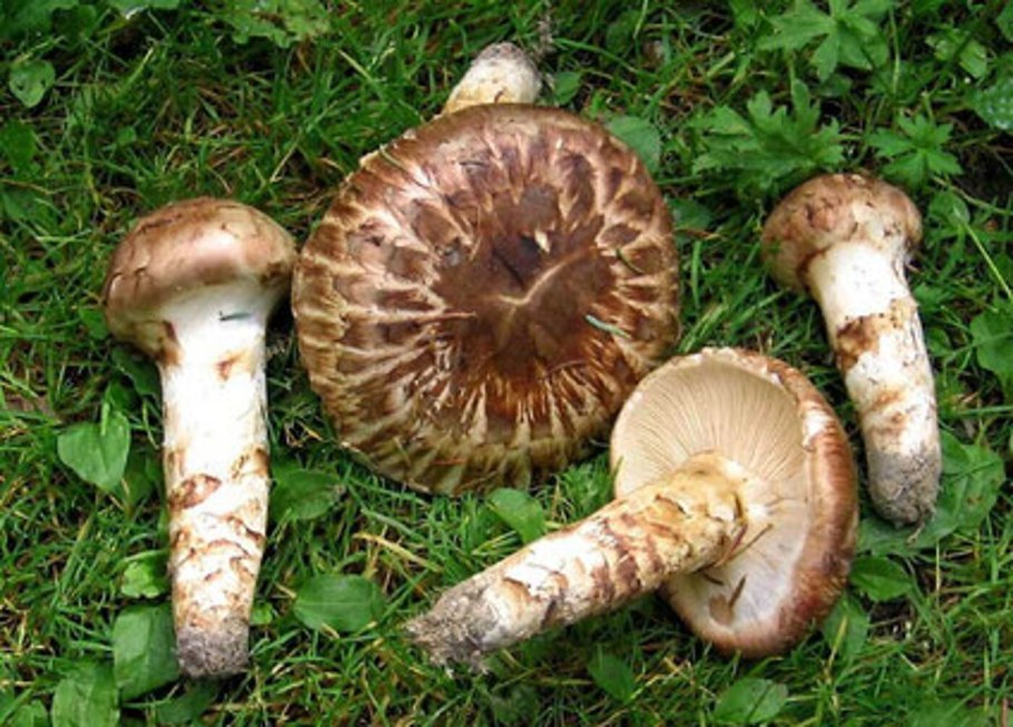 Мацутакэ (Tricholoma Matsutake)