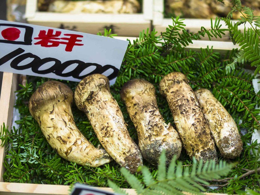 Мацутакэ (Tricholoma Matsutake)