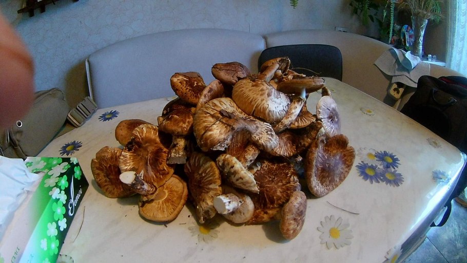 Грибы рядовки съедобные мацутаке