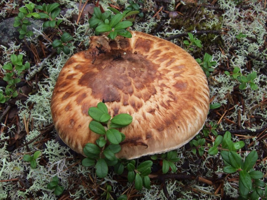 Мацутакэ (Tricholoma Matsutake)