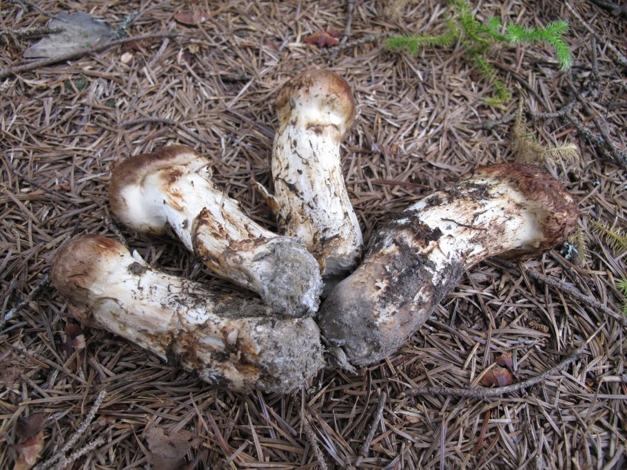 Tricholoma Matsutake и гриб Tricholoma nauseosum