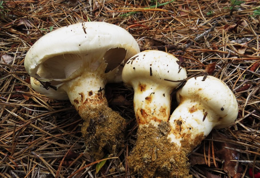 Рядовка обутая (Tricholoma caligatum).