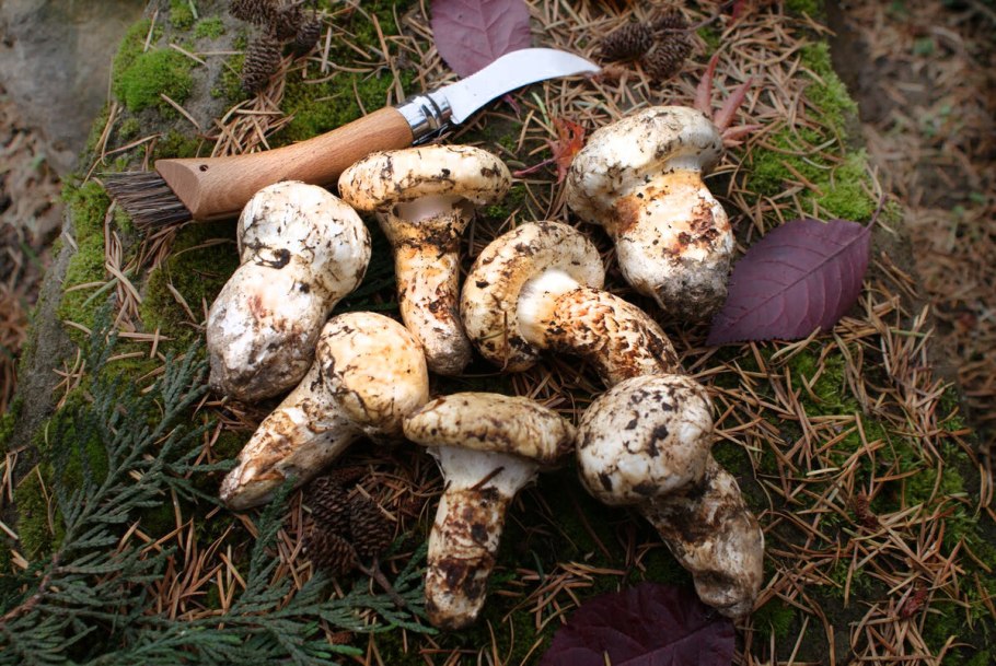 Tricholoma caligatum