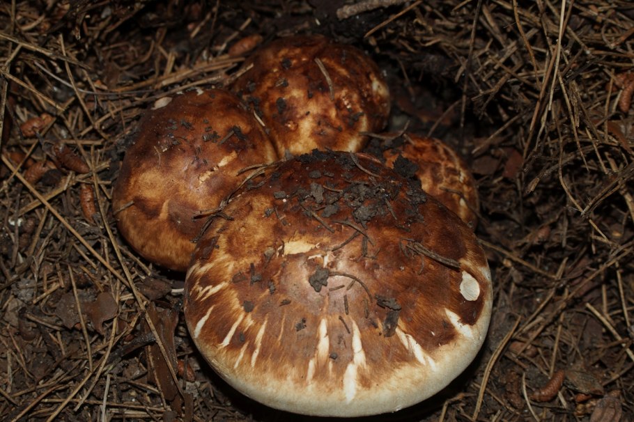 Рядовка перевязанная Tricholoma focale