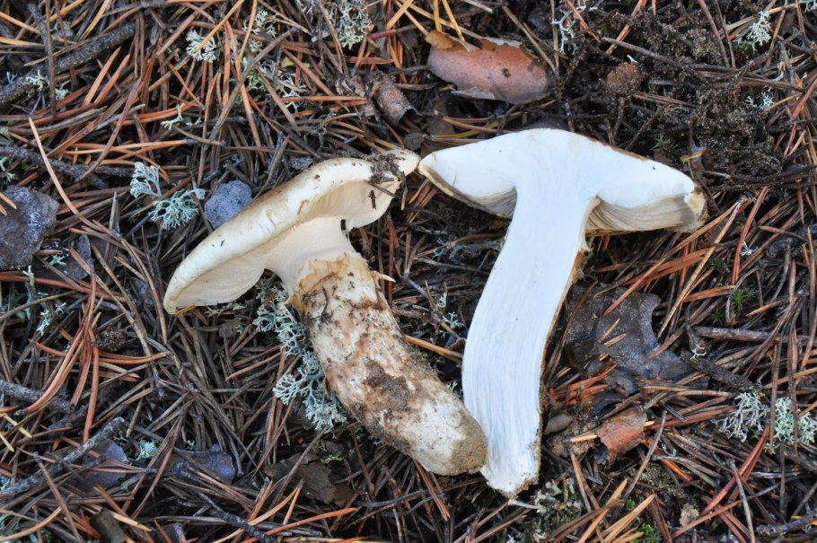 Гриб Tricholoma Matsutake