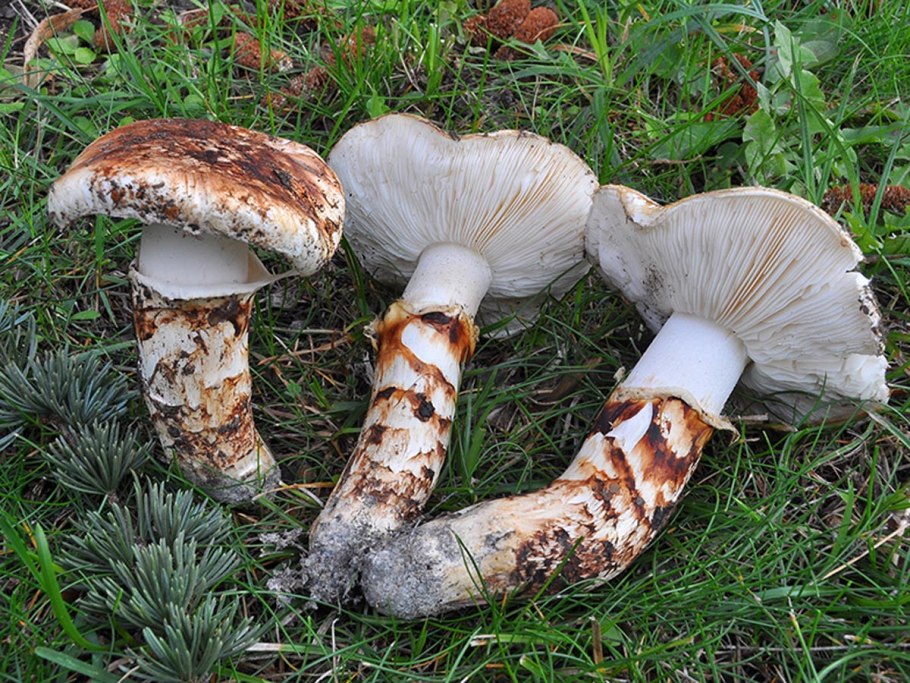 Гриб Tricholoma Matsutake