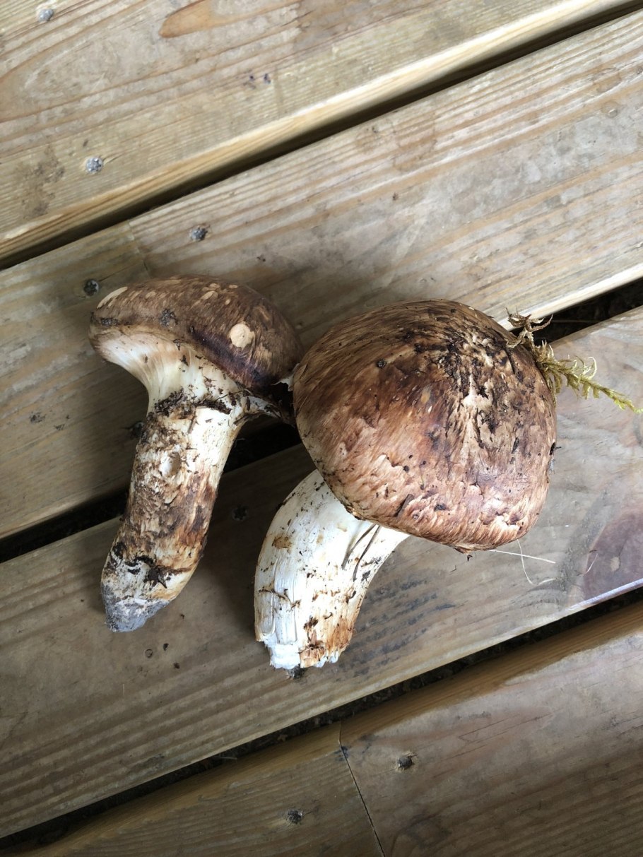 Гриб Tricholoma nauseosum