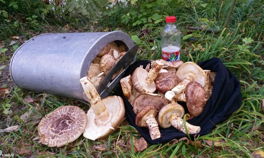 Гриб рядовка обутая