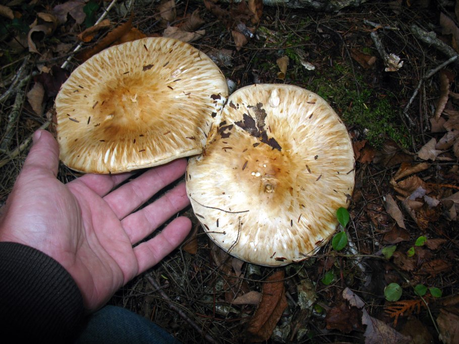Рядовка обутая (Tricholoma caligatum).