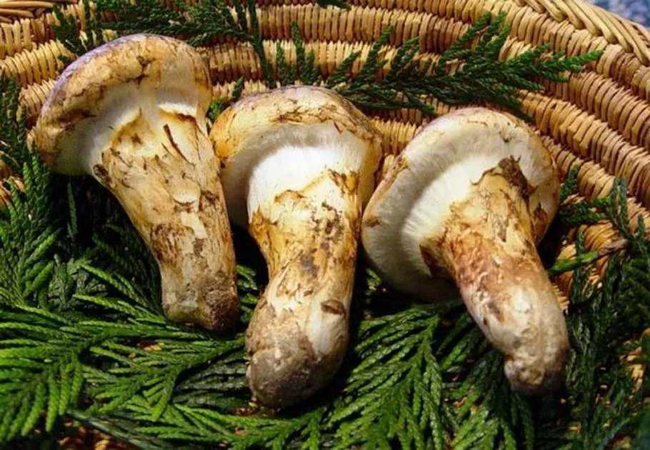 Гриб рядовка мацутакэ