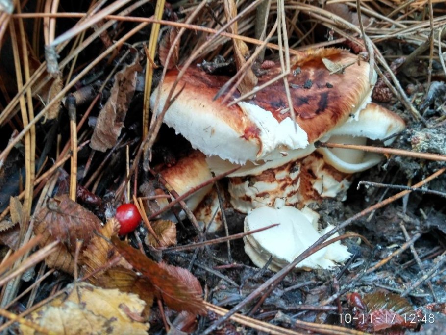 Гриб Tricholoma Matsutake