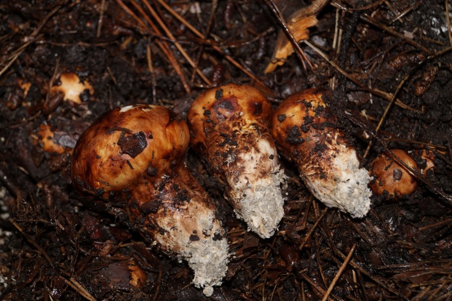 Грибы мацутакэ