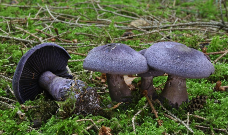 Лаковица Аметистовая Laccaria amethystina