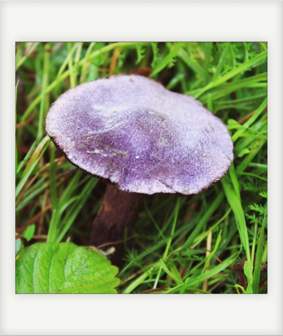 Паутинник фиолетовый гриб