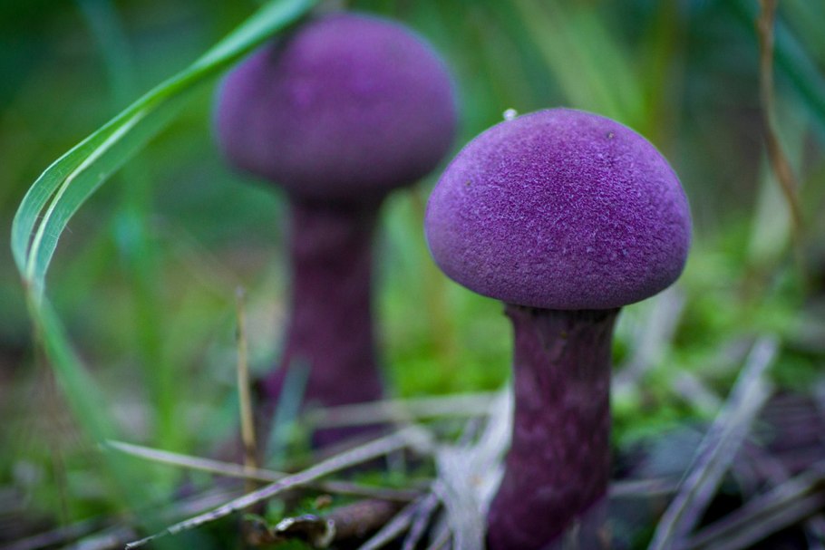 Лаковица Аметистовая / Amethyst Deceiver