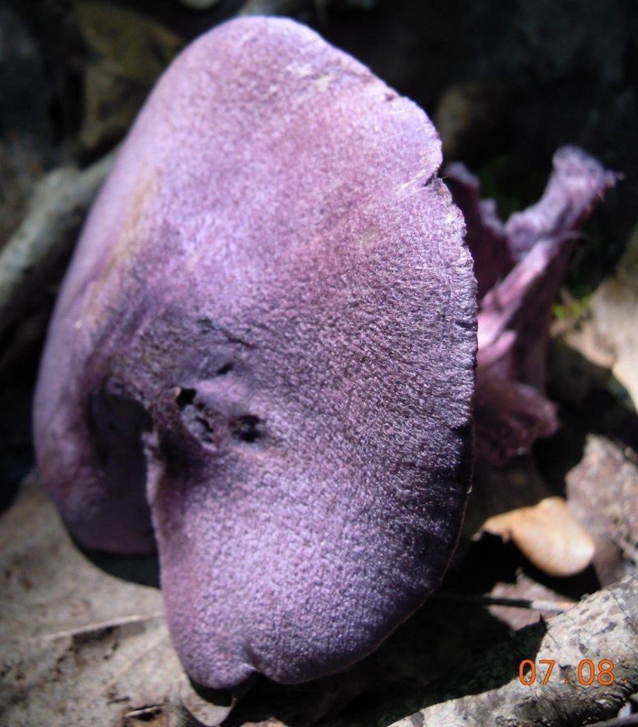 Паутинник фиолетовый