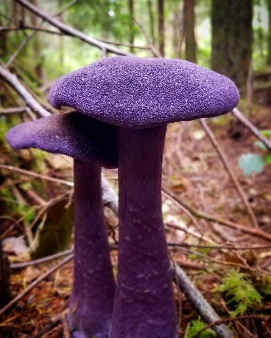 Лаковица Аметистовая / Amethyst Deceiver