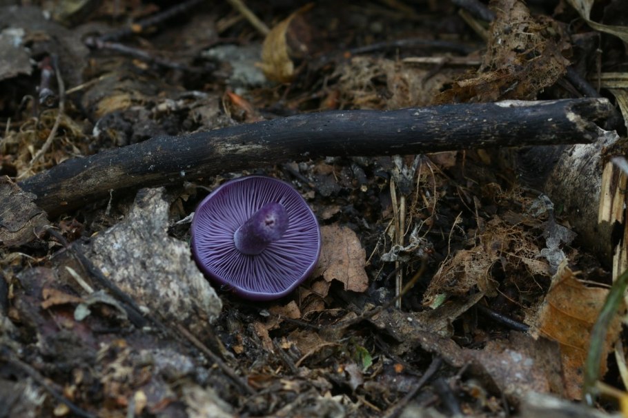 Паутинник фиолетовый гриб съедобный