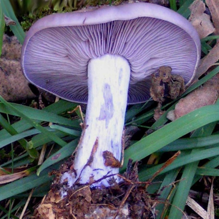 Паутинник фиолетовый ложный