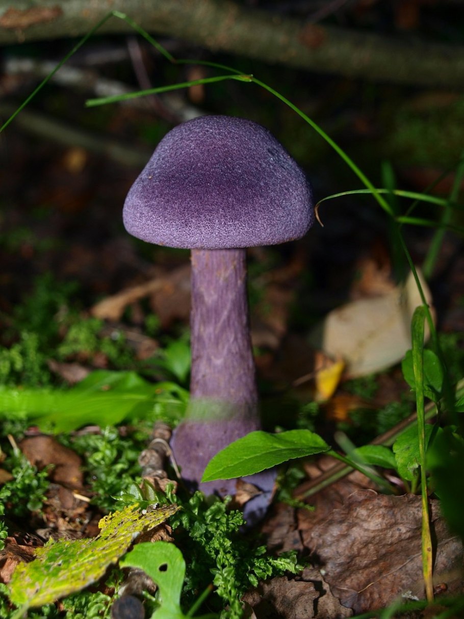 Laccaria amethystina