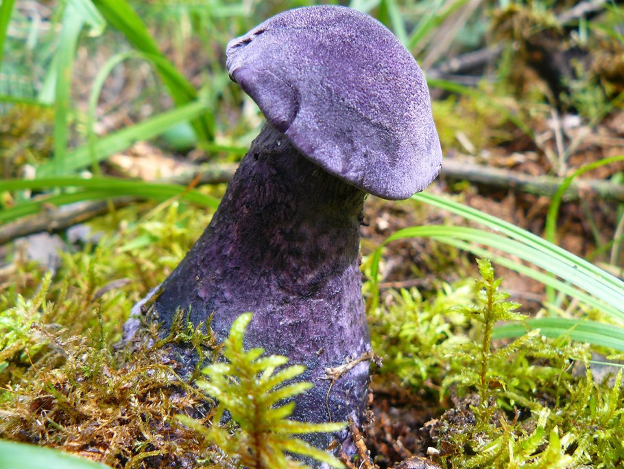 Лаковица Аметистовая / Amethyst Deceiver