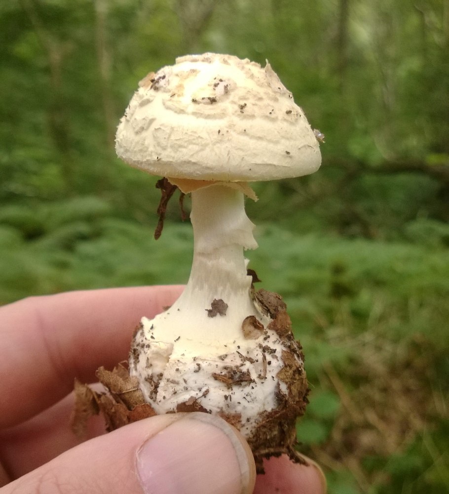 Мухомор и бледная поганка